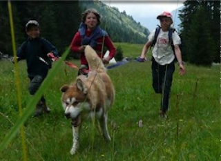  Cani Rando Alta Saboya 